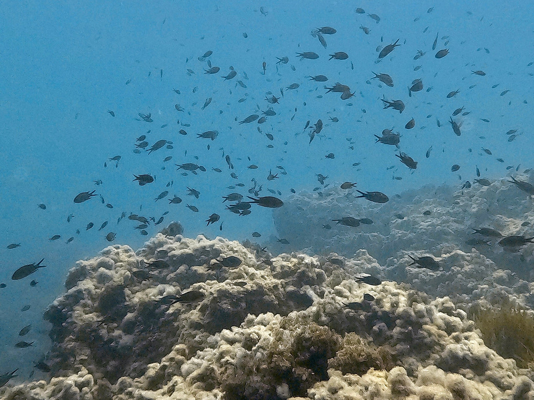 Mangamar Dive Center-Cabo de Palos必去景点