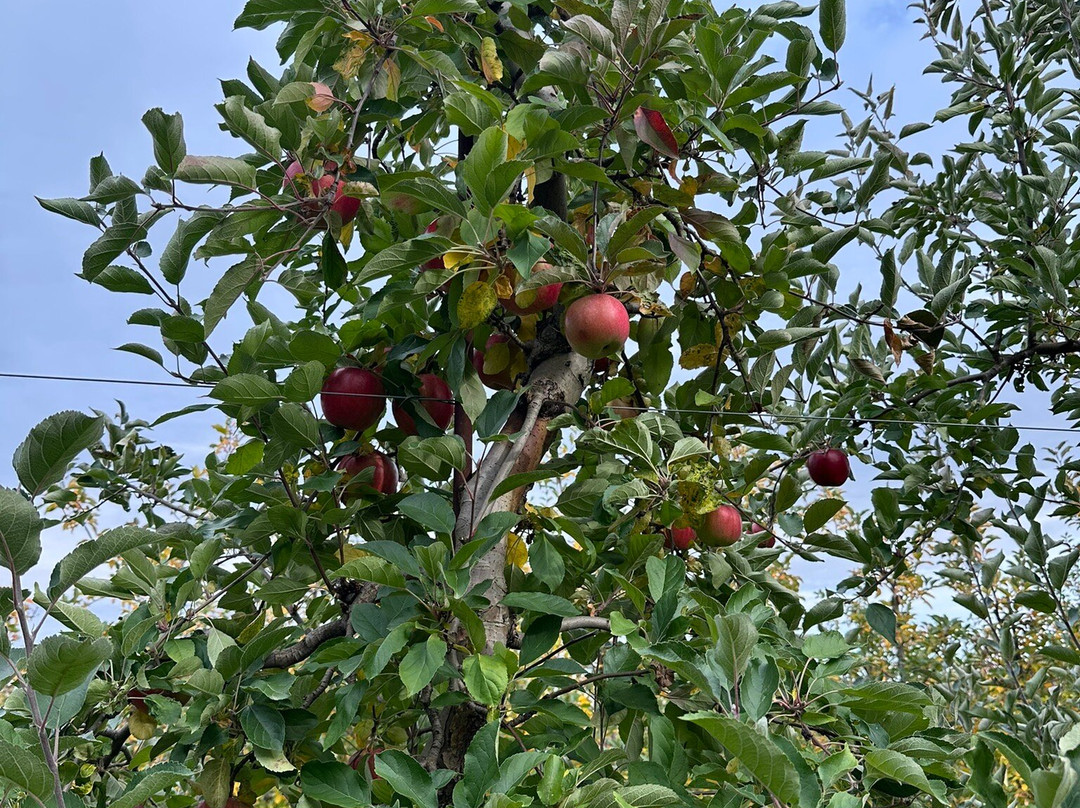 Reisinger's Apple Country-沃特金斯格伦必去景点