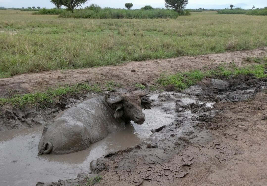 Bujo Safaris-Kasese必去景点