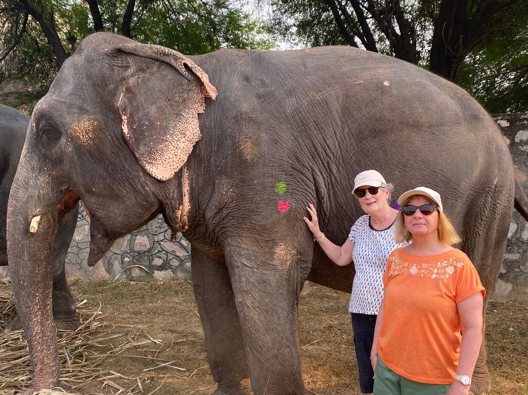Elephant Joy景点图片