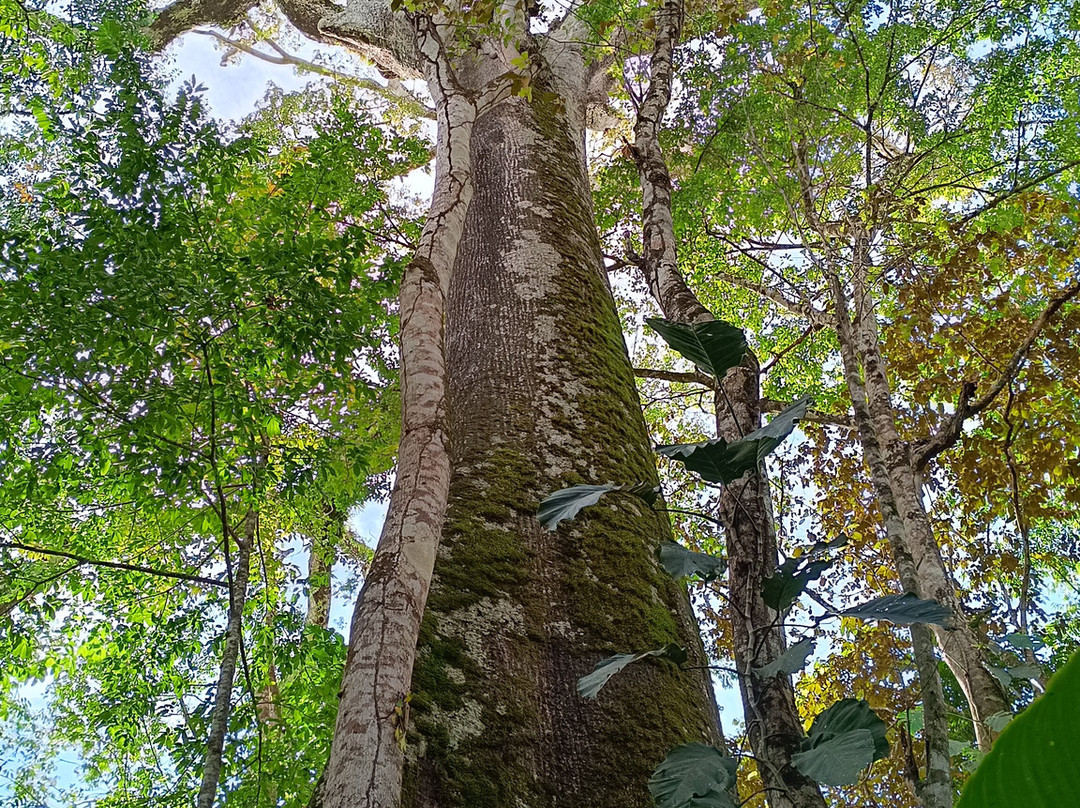 Rancho Raices De Puerto Jimenez景点图片