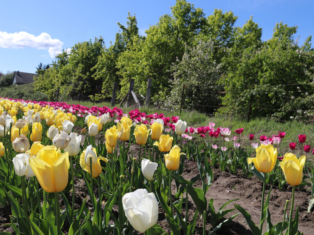 Tulip Valley Farms景点图片
