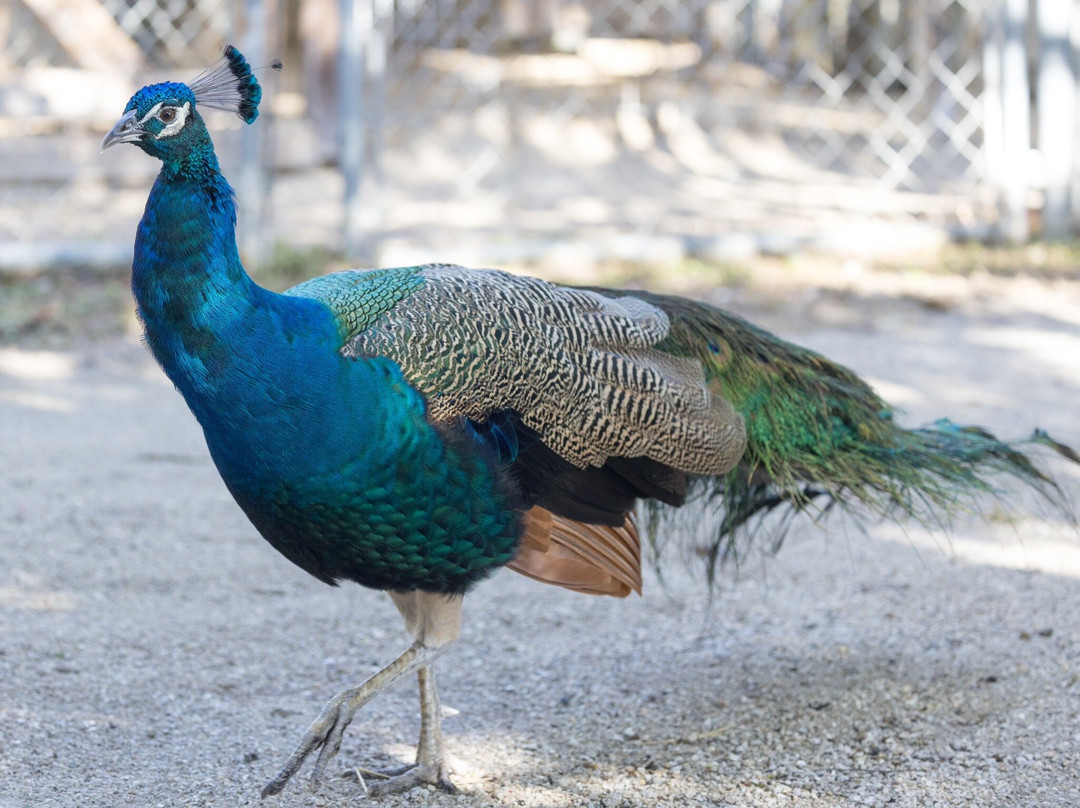 Octagon Wildlife Sanctuary-蓬塔戈尔达必去景点