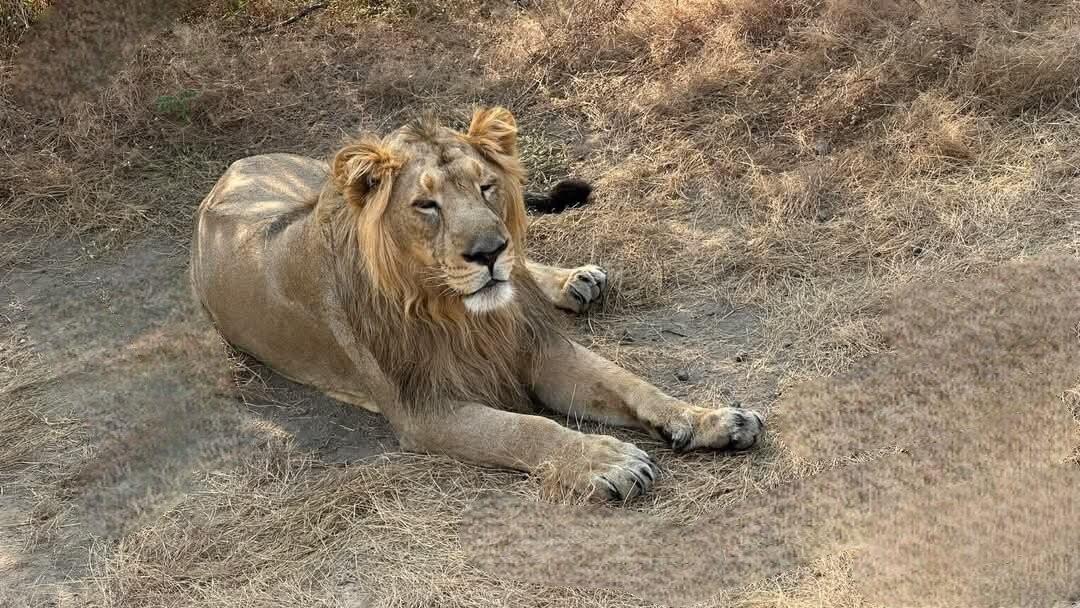 Ambardi Safari Park景点图片