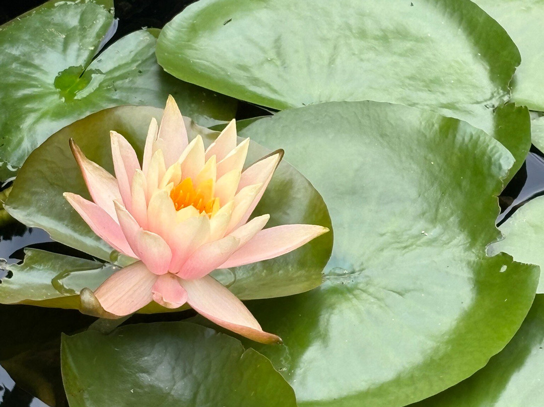 Mayfield Garden-Oberon必去景点