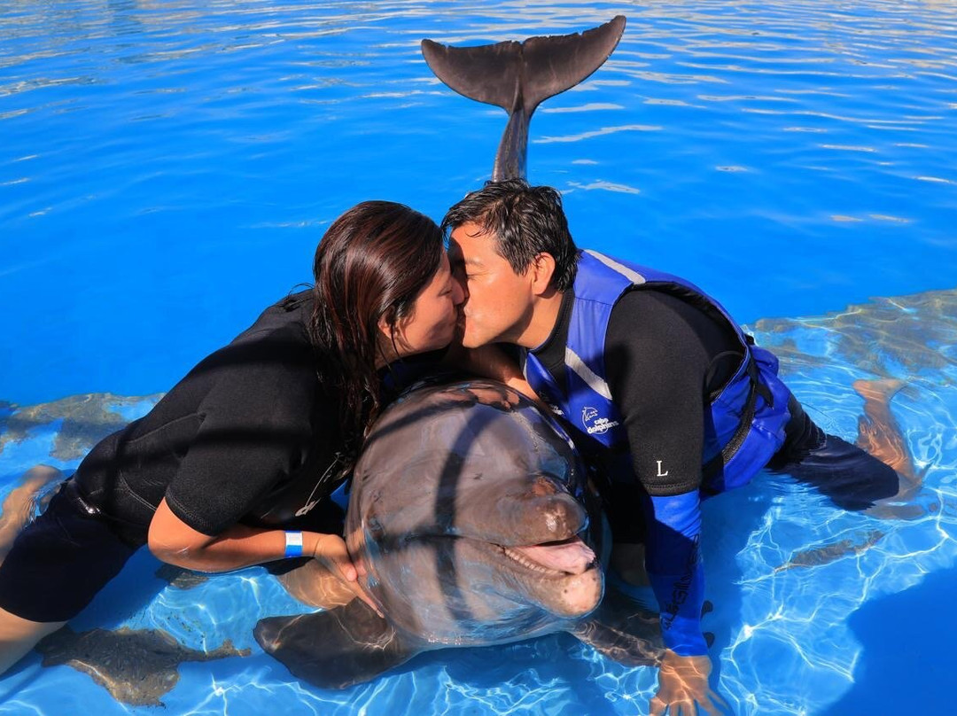 Dolphin Discovery Los Cabos-圣何塞卡波必去景点