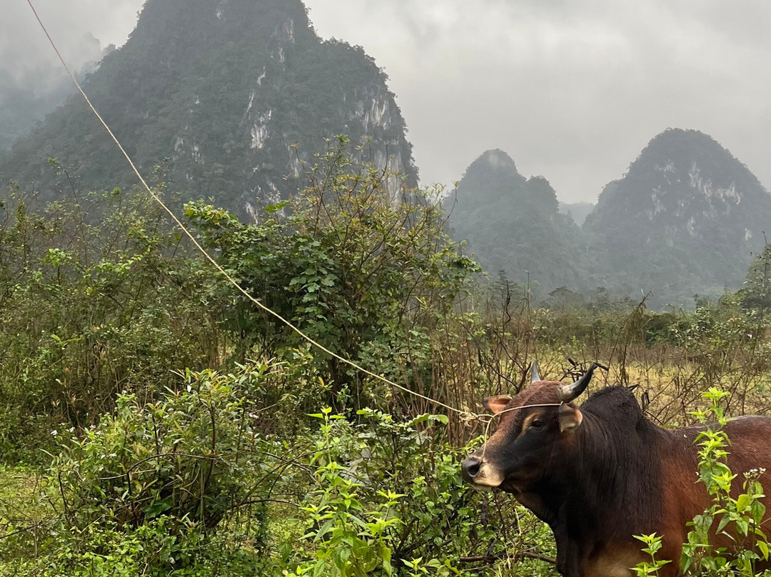 Green Land Tour景点图片