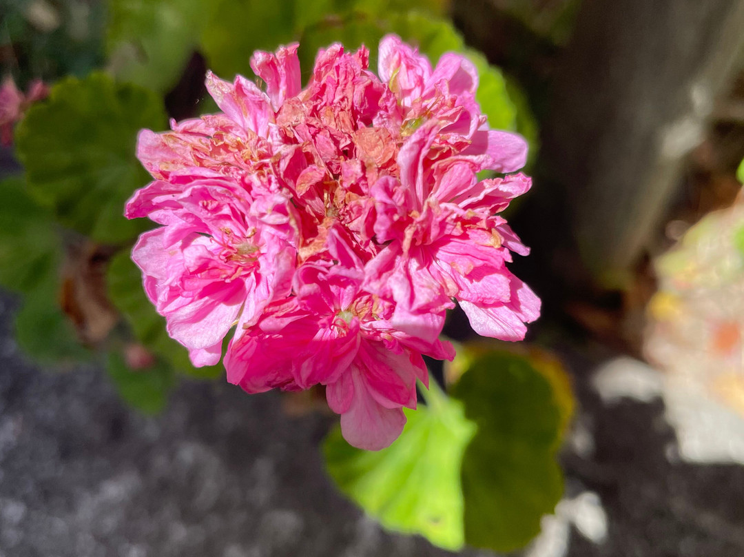 St. Stephen's Lutheran Church-Darnum必去景点