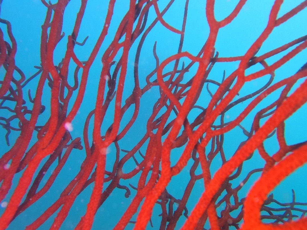 Koh Rong Dive Center-高龙必去景点