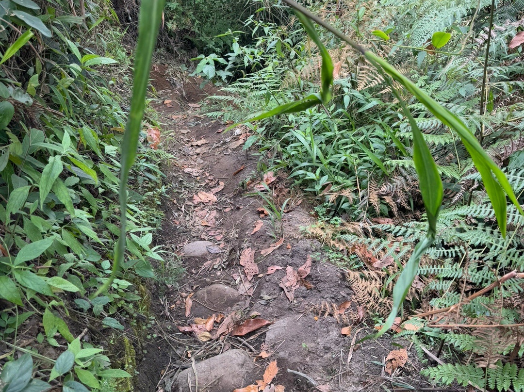 Kasaguadua Natural Reserve-萨伦托必去景点