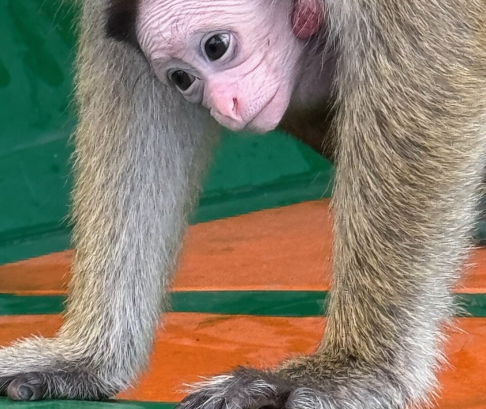 SriLankan Pearl景点图片