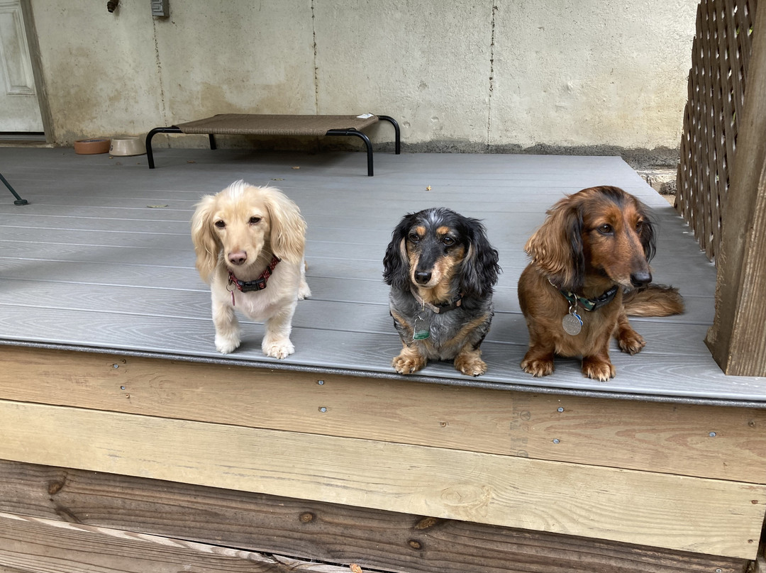 The Big Bad Woof-华盛顿特区必去景点