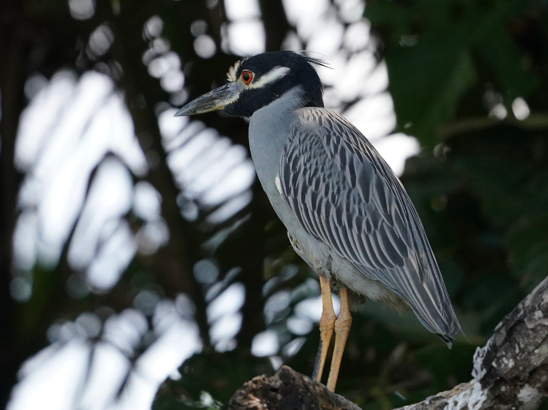 Tempisque Ecotours-Puerto Humo必去景点