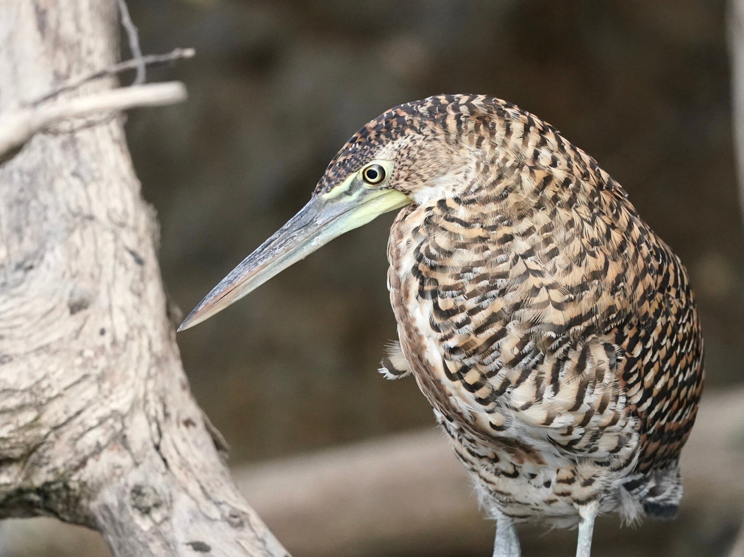 Tempisque Ecotours-Puerto Humo必去景点