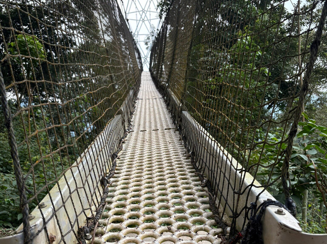 Nyungwe Canopy Walk-Butare必去景点