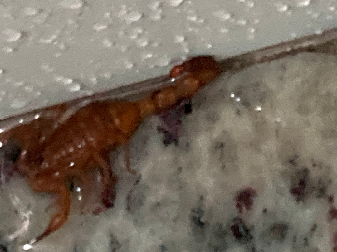 Hotel Golden Park Ribeirão Preto主图