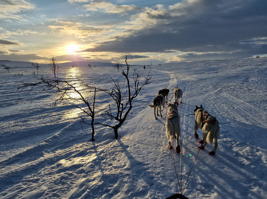 Gargia Husky The True North Experience-阿尔塔必去景点