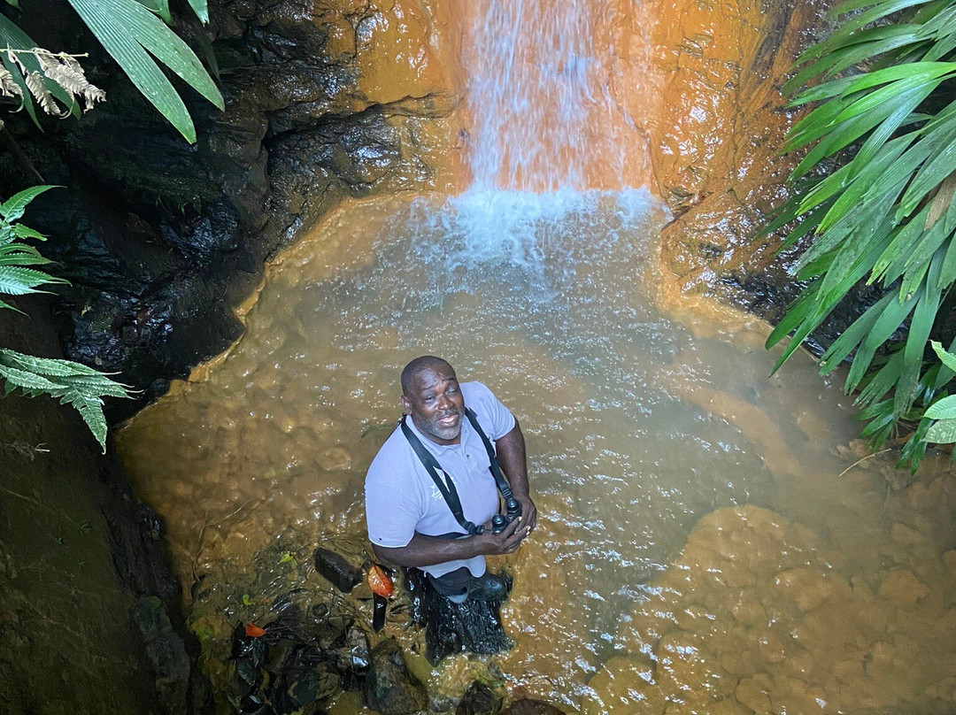 Tobago Forest Reserve-多巴哥必去景点
