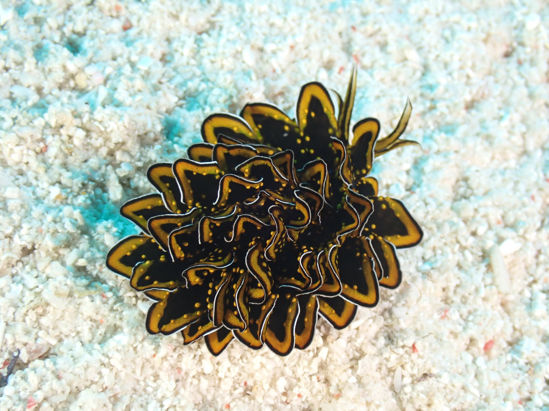 Afro Divers-奔巴岛必去景点