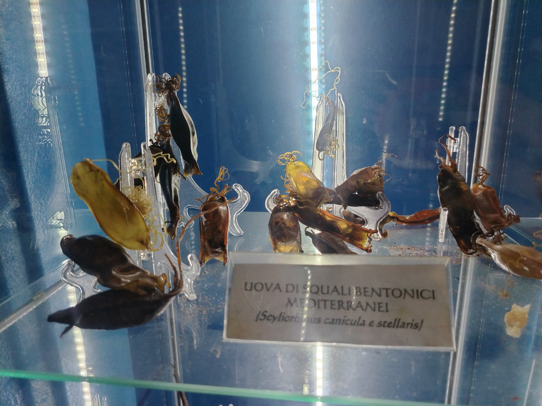 Aquarium Mondo Marino景点图片