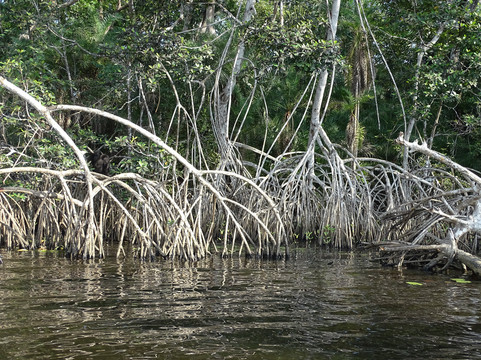 Camp Help Congo-Conkouati-Douli National Park必去景点