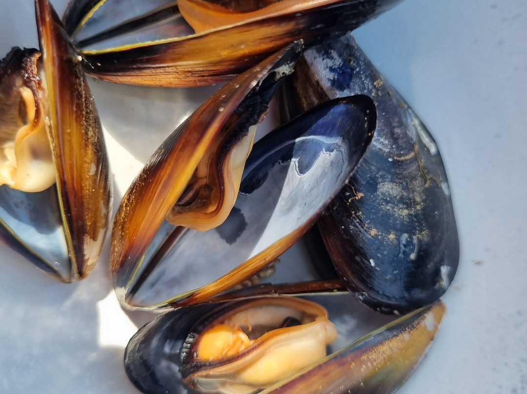 Oyster Bay Tours-科尔斯湾必去景点