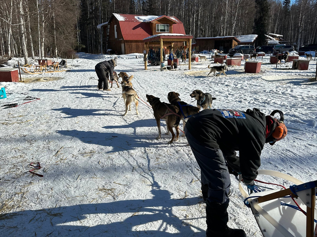 Cotter's Sled Dog Tours景点图片
