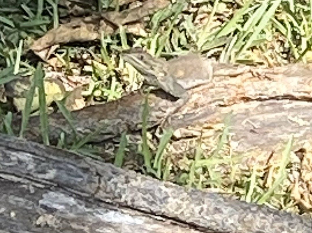 Mound House-迈尔斯堡海滩必去景点