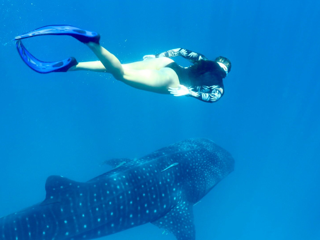 Mafia Whale Shark Tours景点图片