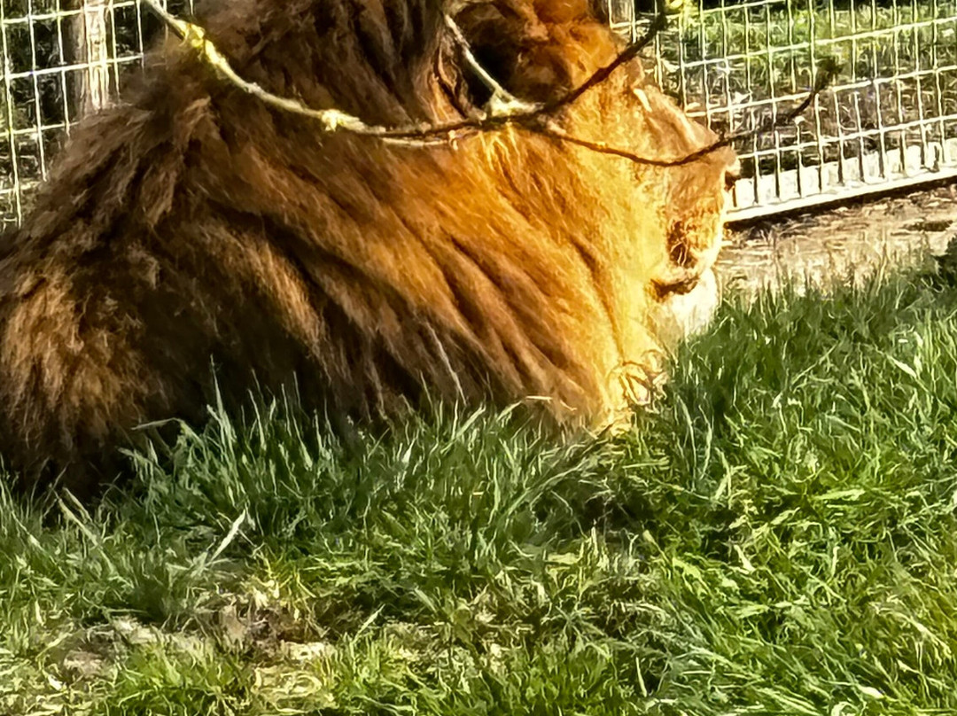 The Big Cat Sanctuary景点图片