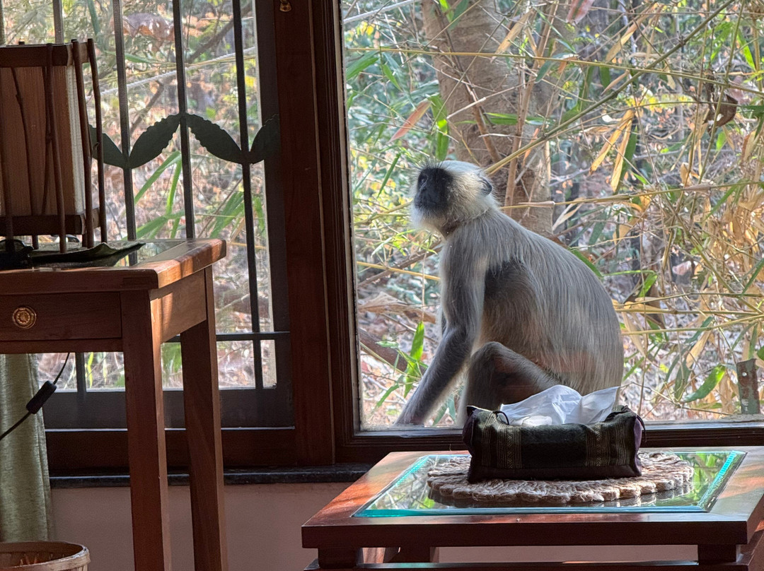 Tigress@ghosri - Tadoba主图