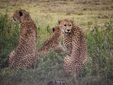 Venture Harmony Safaris Ltd.-阿鲁沙必去景点