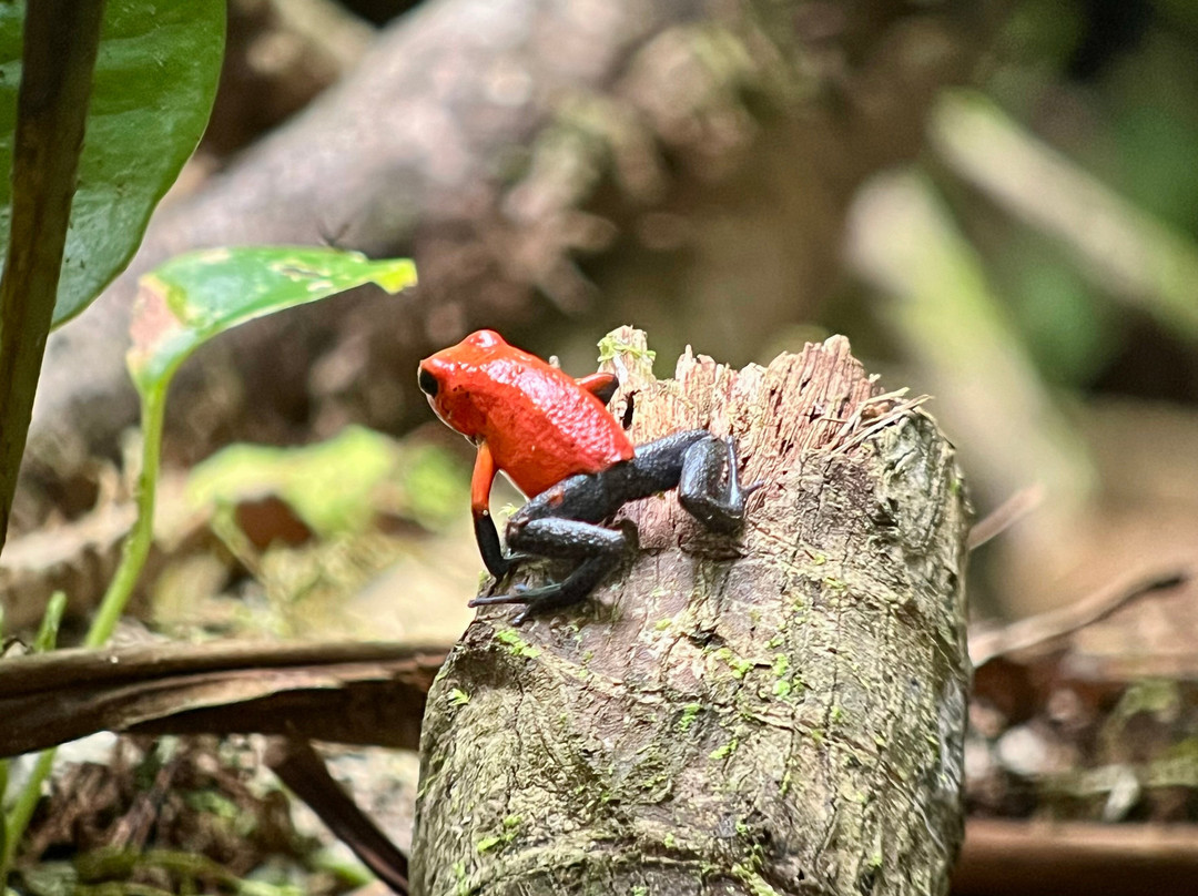 Costa Rican Trails - Day Tours-圣何塞必去景点