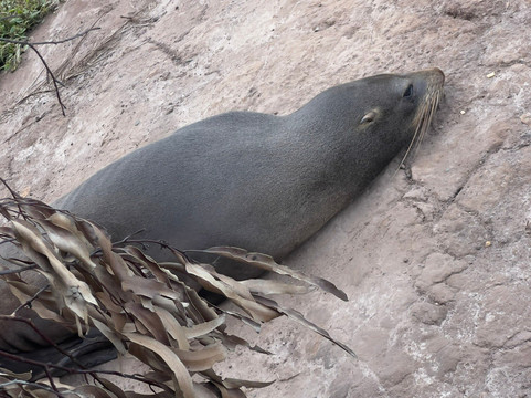Stevong Travel-奥克兰中心地区必去景点