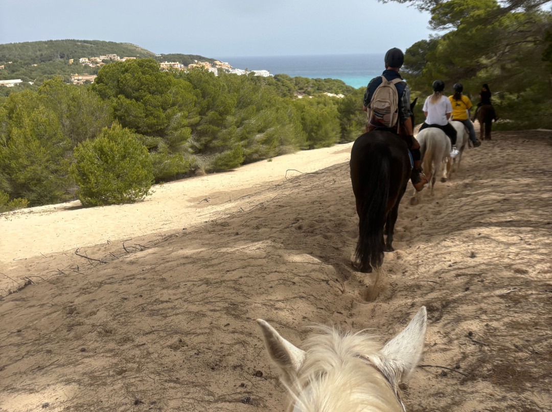 Hipico Cala Ratjada Eddi's Reitstall-Cala Ratjada必去景点