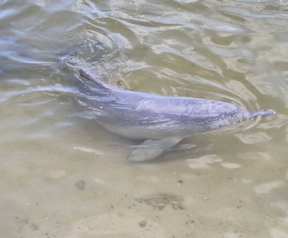 Barnacles Dolphin Centre景点图片