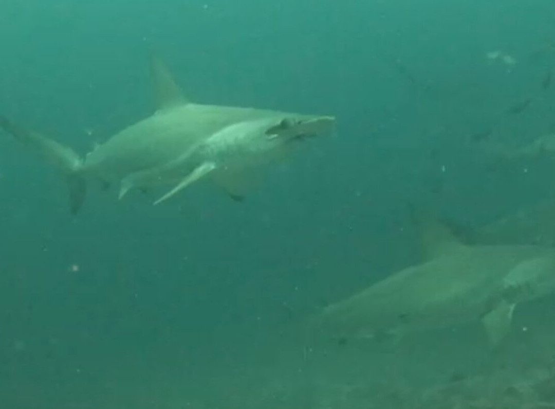 Blue Evolution-Zeeland必去景点