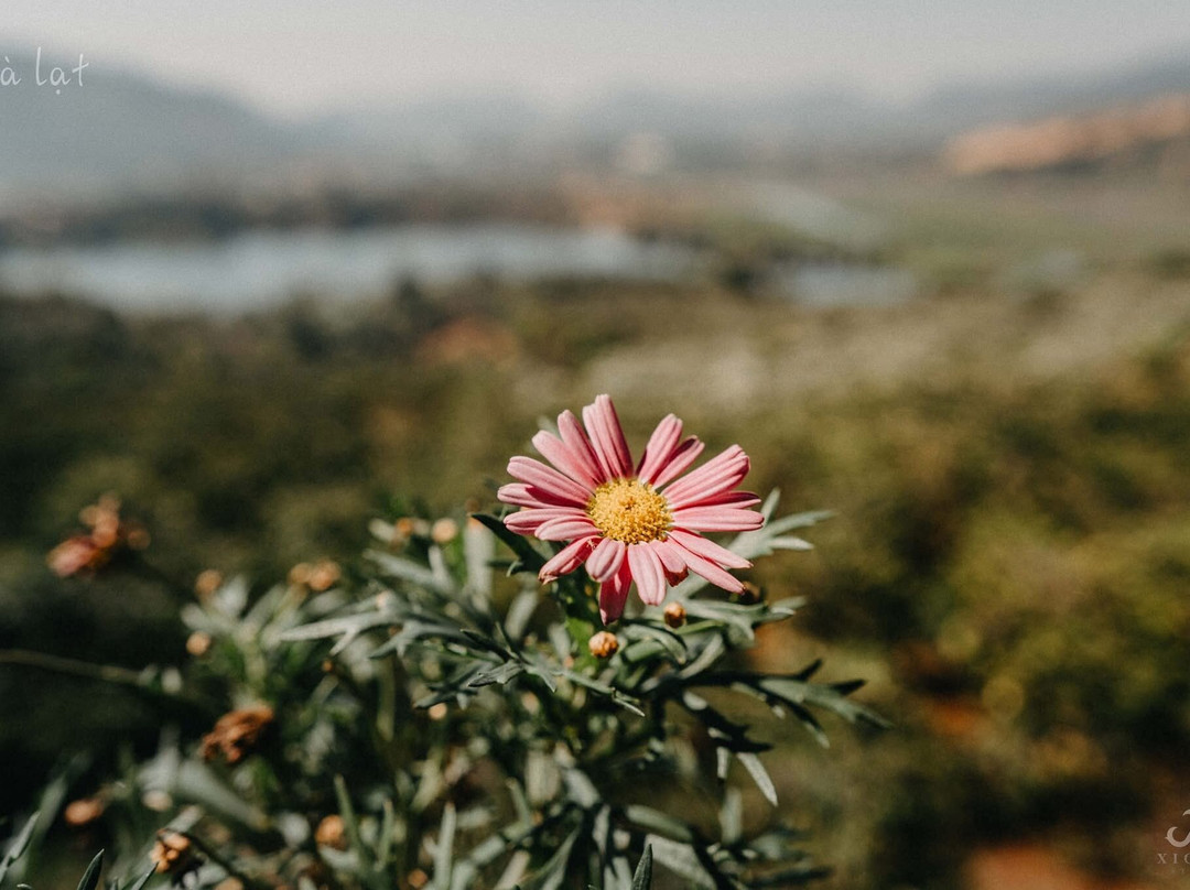 Cau Dat Tea Hill-大勒必去景点