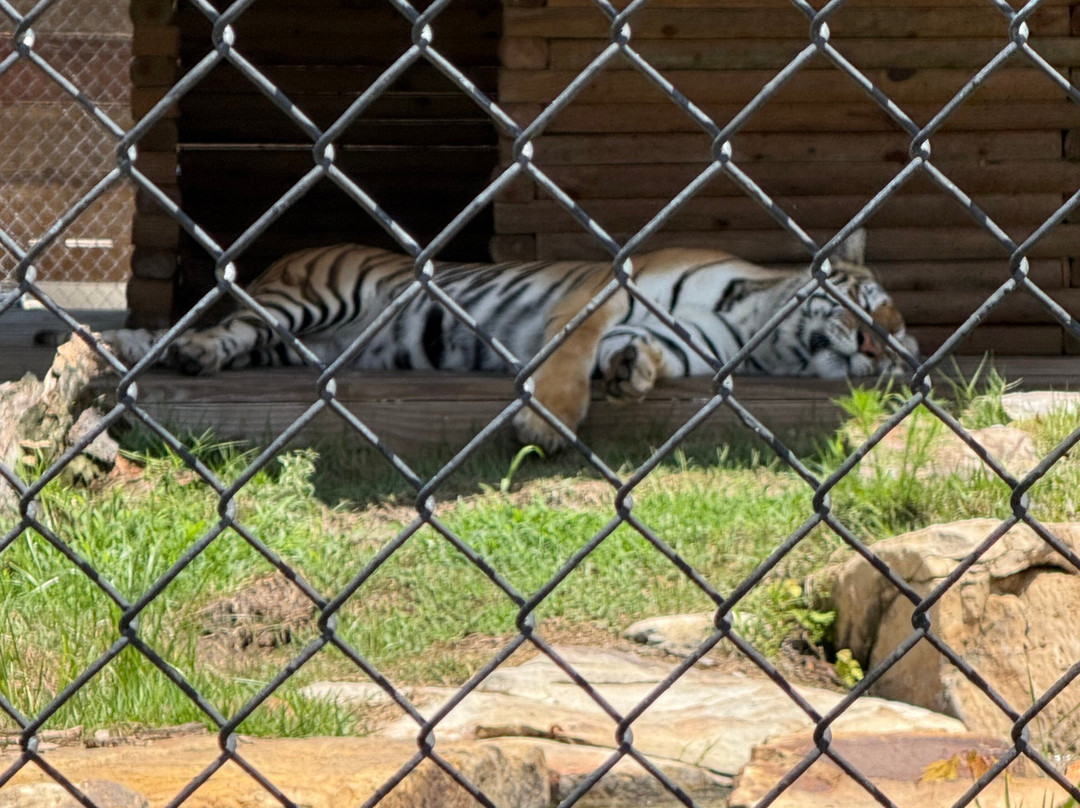 Catty Shack Ranch Wildlife Sanctuary-杰克逊维尔必去景点