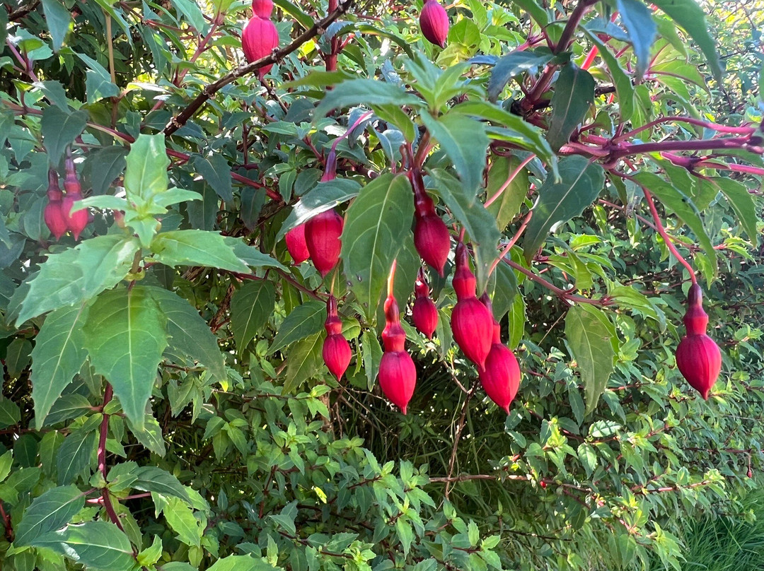 Wonderful Ireland Walking Tours-邓德拉姆必去景点