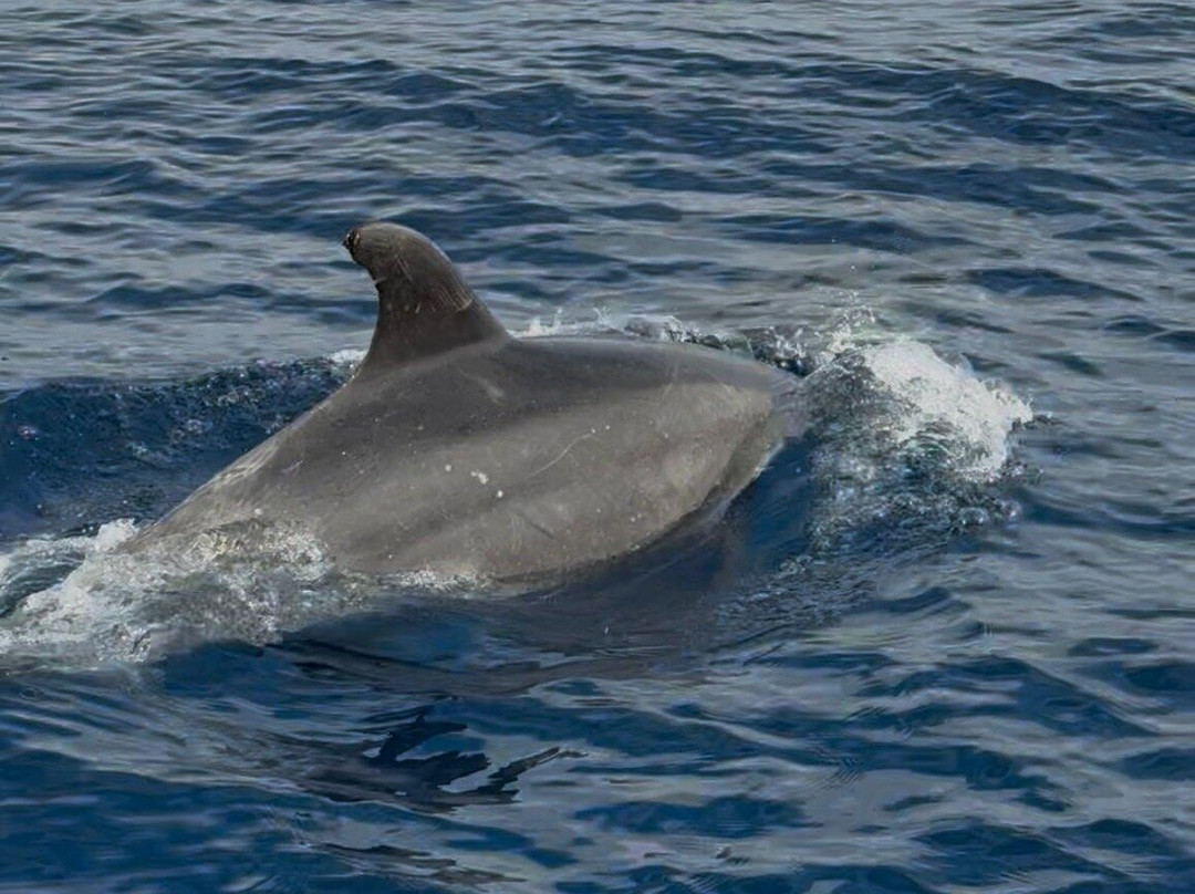 Dive Azores-奥尔塔必去景点