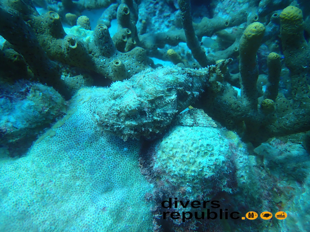 Divers Republic-Sint Willibrordus必去景点