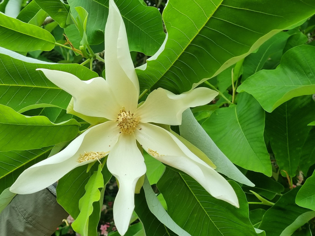 Parc Botanique de Cornouaille景点图片