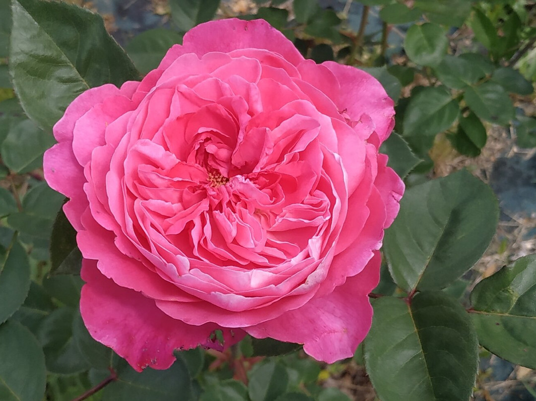 Roseto Vacunae Rosae景点图片