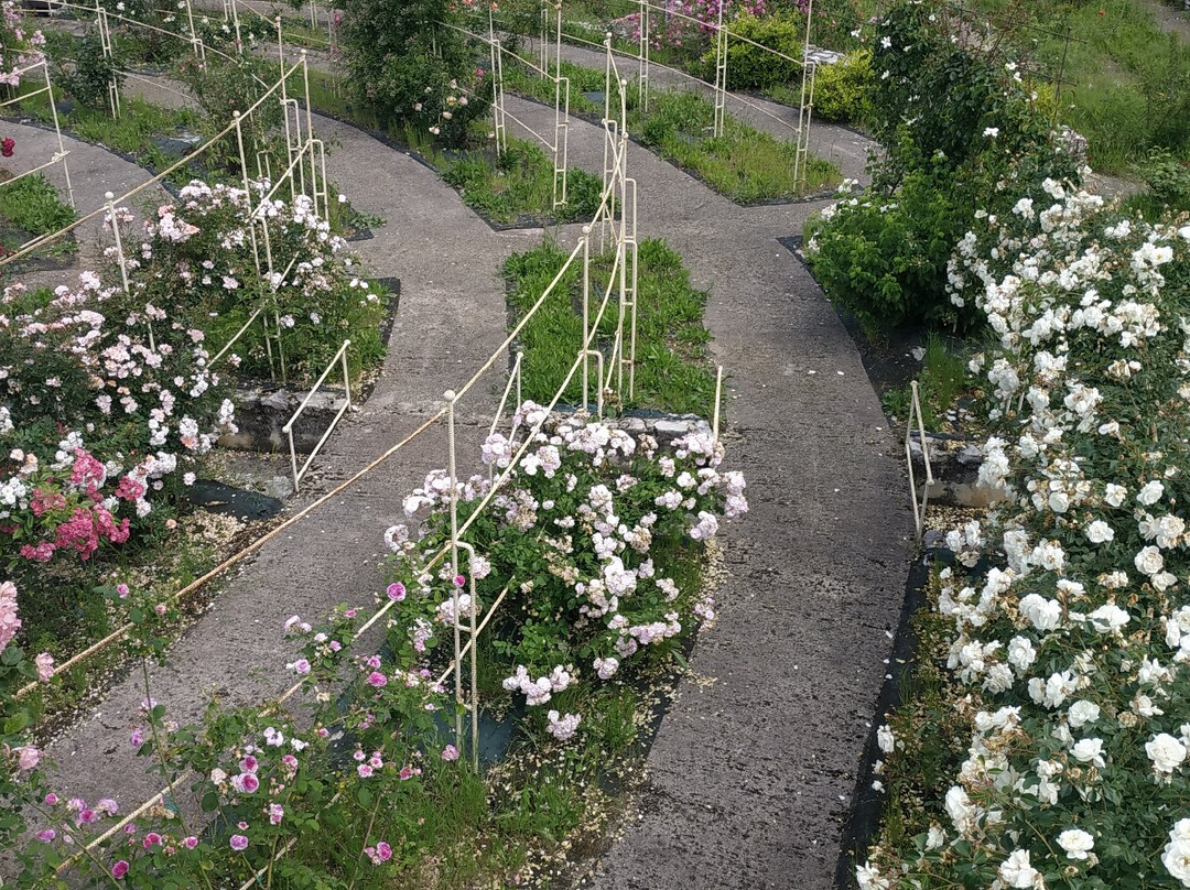 Roseto Vacunae Rosae景点图片