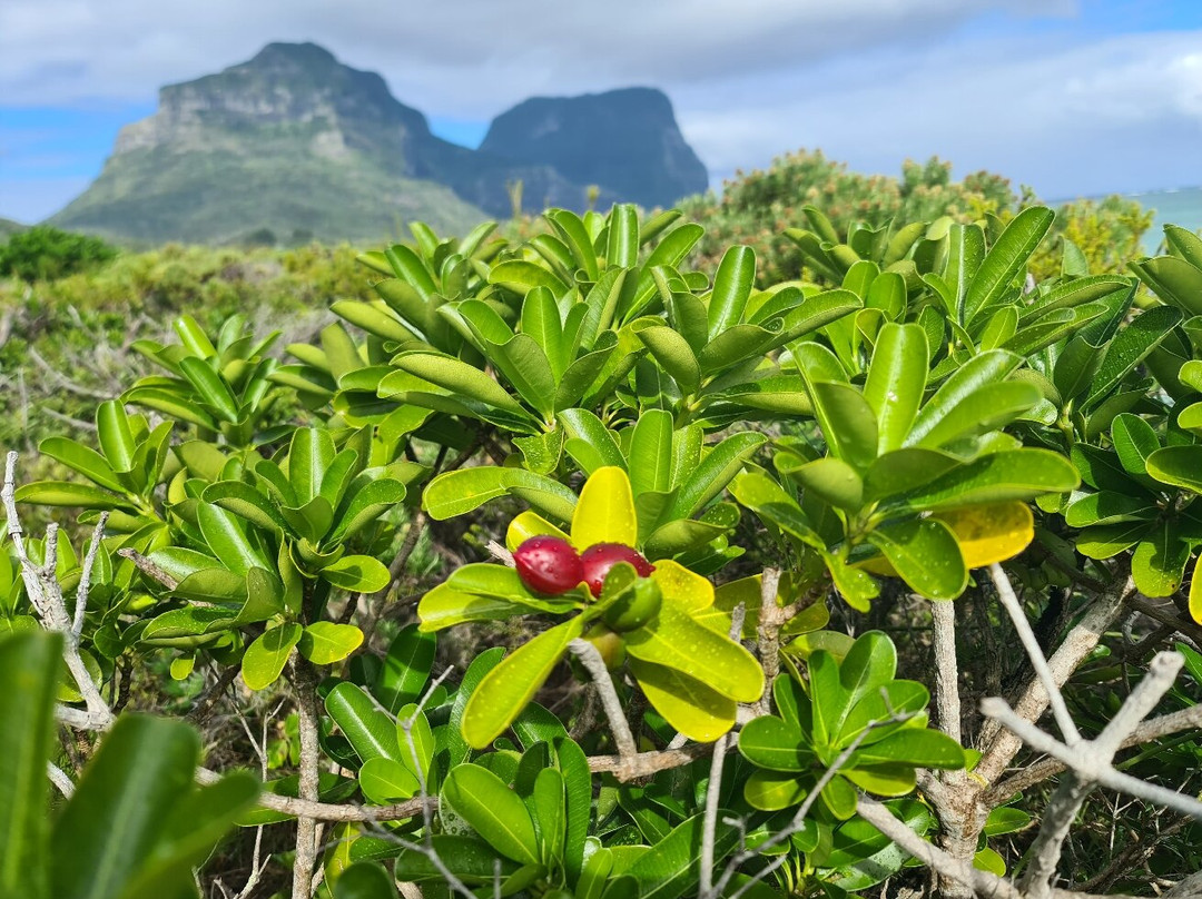 Leanda-Lei Apartments主图