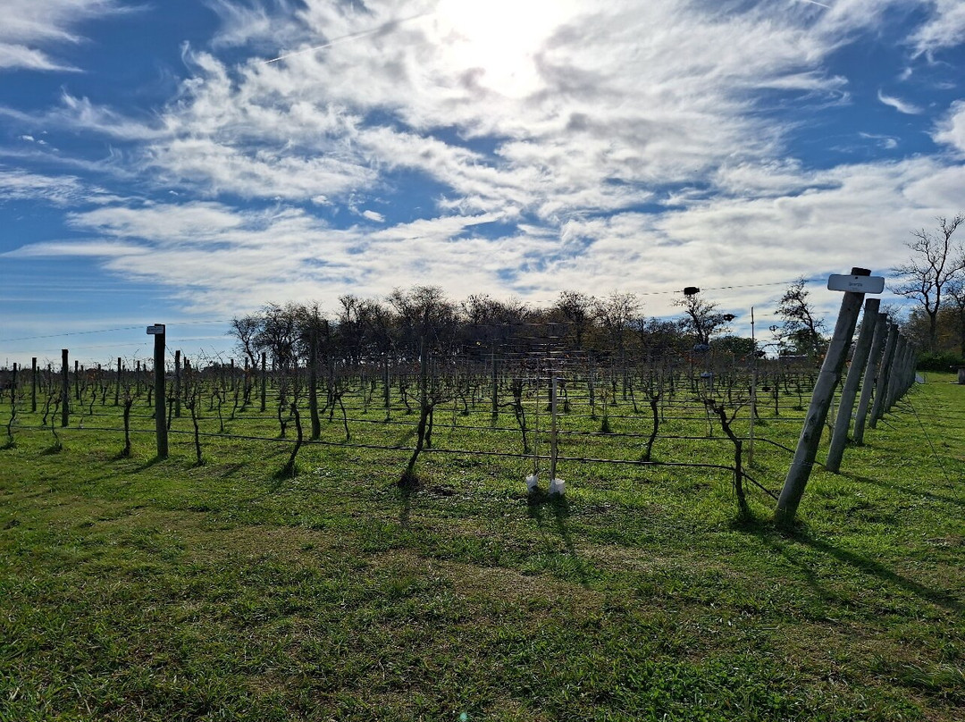 Gamboa - Viñas & Bodega-Campana必去景点