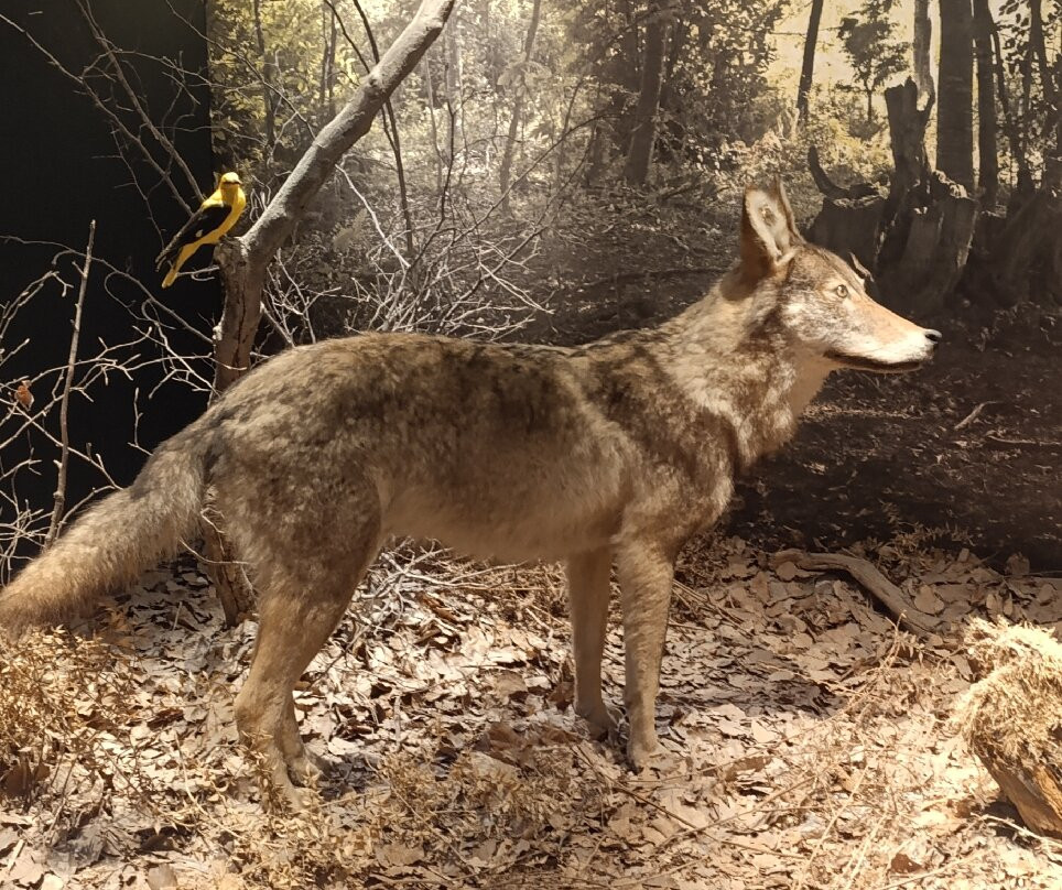 The Natural History Museum of Crete-伊拉克利翁必去景点