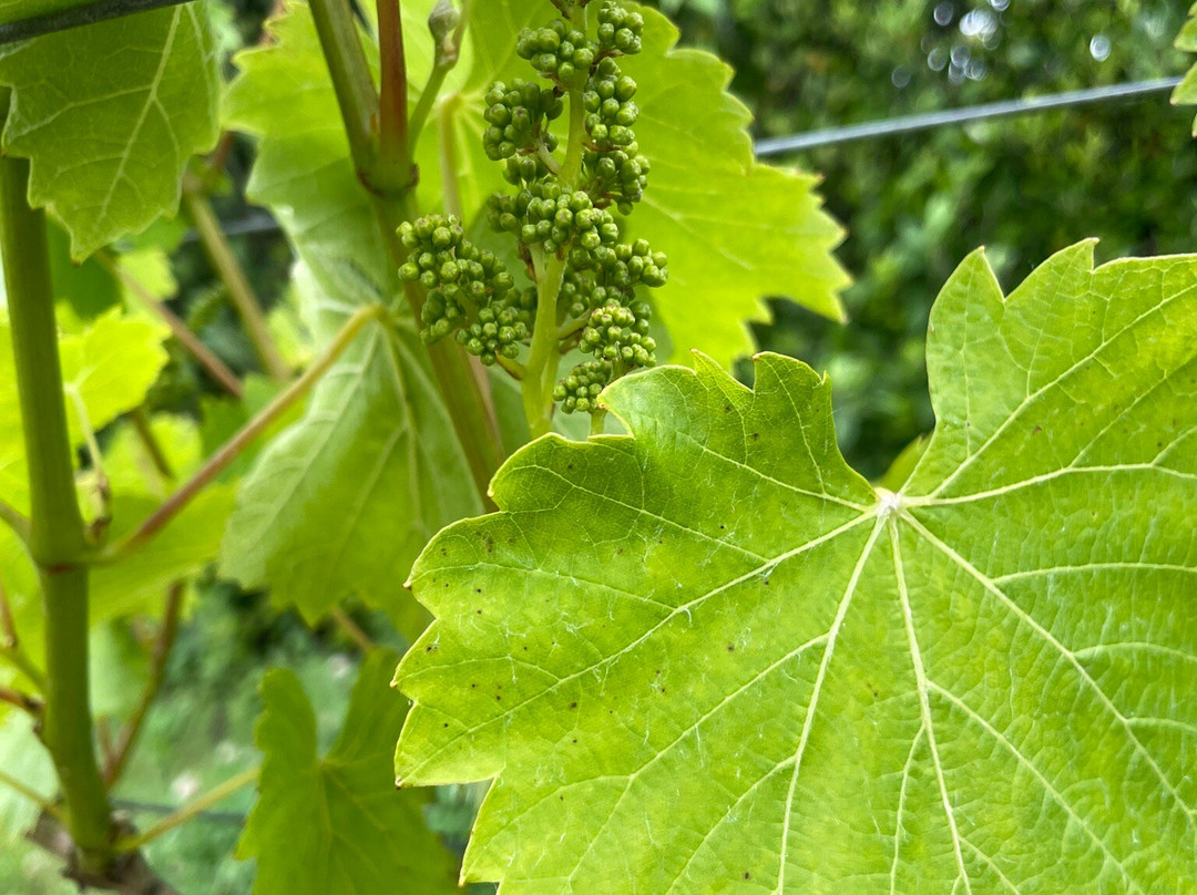 St Martin's Vineyard-St Martin's必去景点