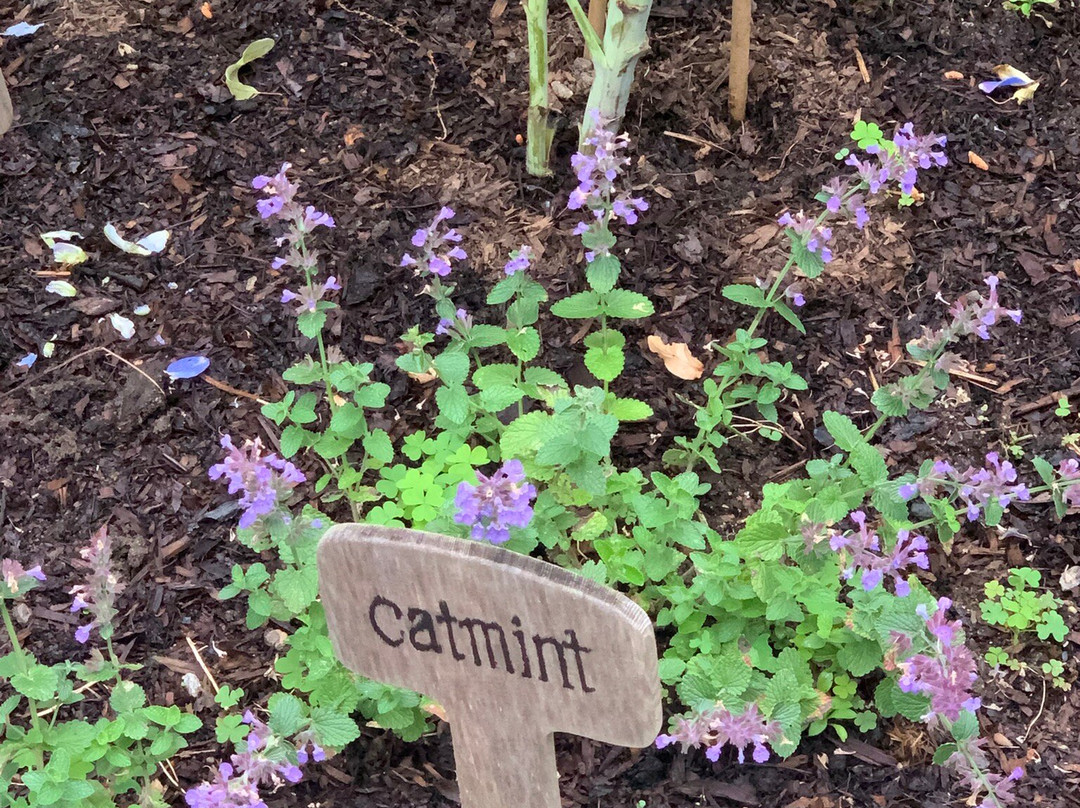 Louisa May Alcott's Orchard House-康科德必去景点